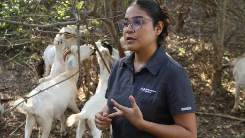Analiza UAT innovaciones de mejoramiento para la producción caprina