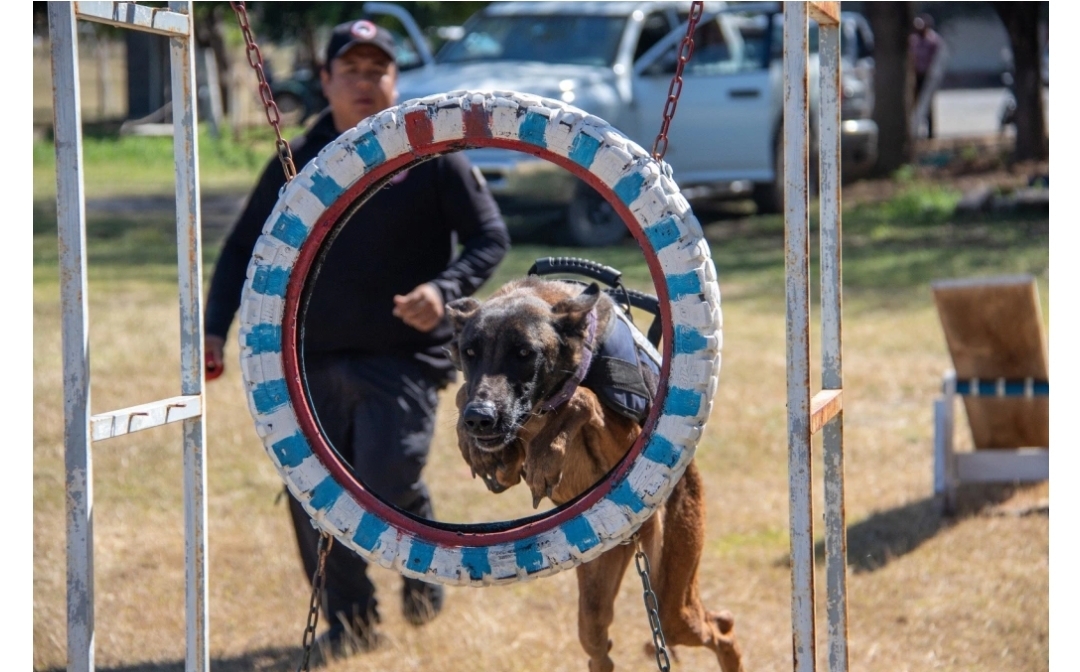 Estudiante de la UAT aporta su experiencia en adiestramiento canino al servicio comunitario