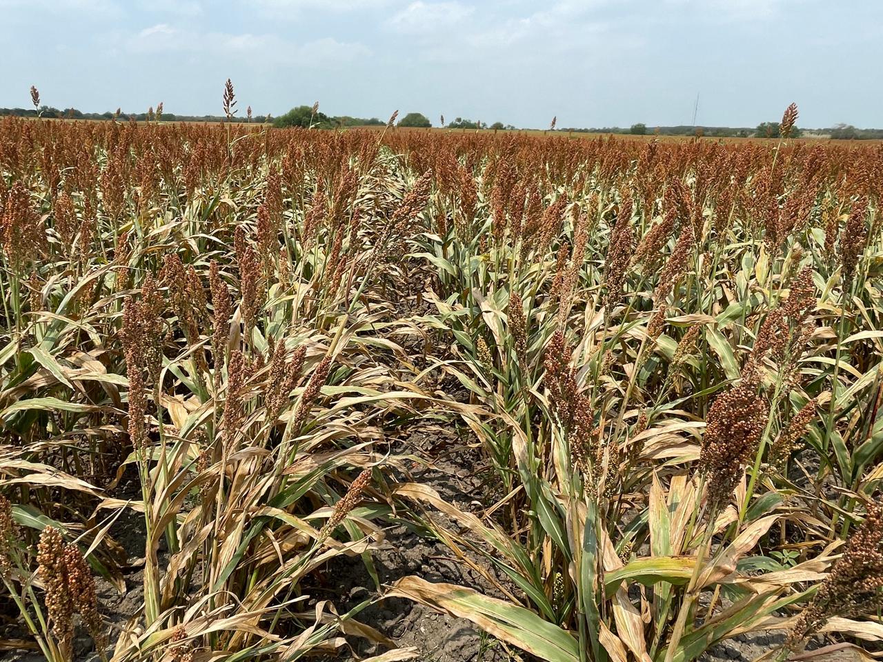 Productores de sorgo siguen inconformes Reclaman  apoyos  incumplidos