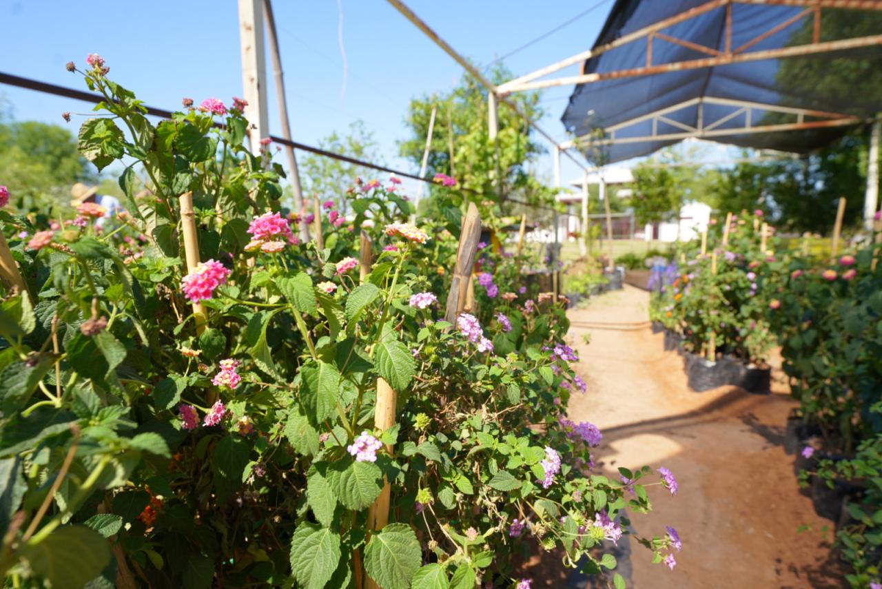 NUEVO LAREDO DA INICIO A LA CREACIÓN DE JARDINES POLINIZADORES EN ESPACIOS PÚBLICOS