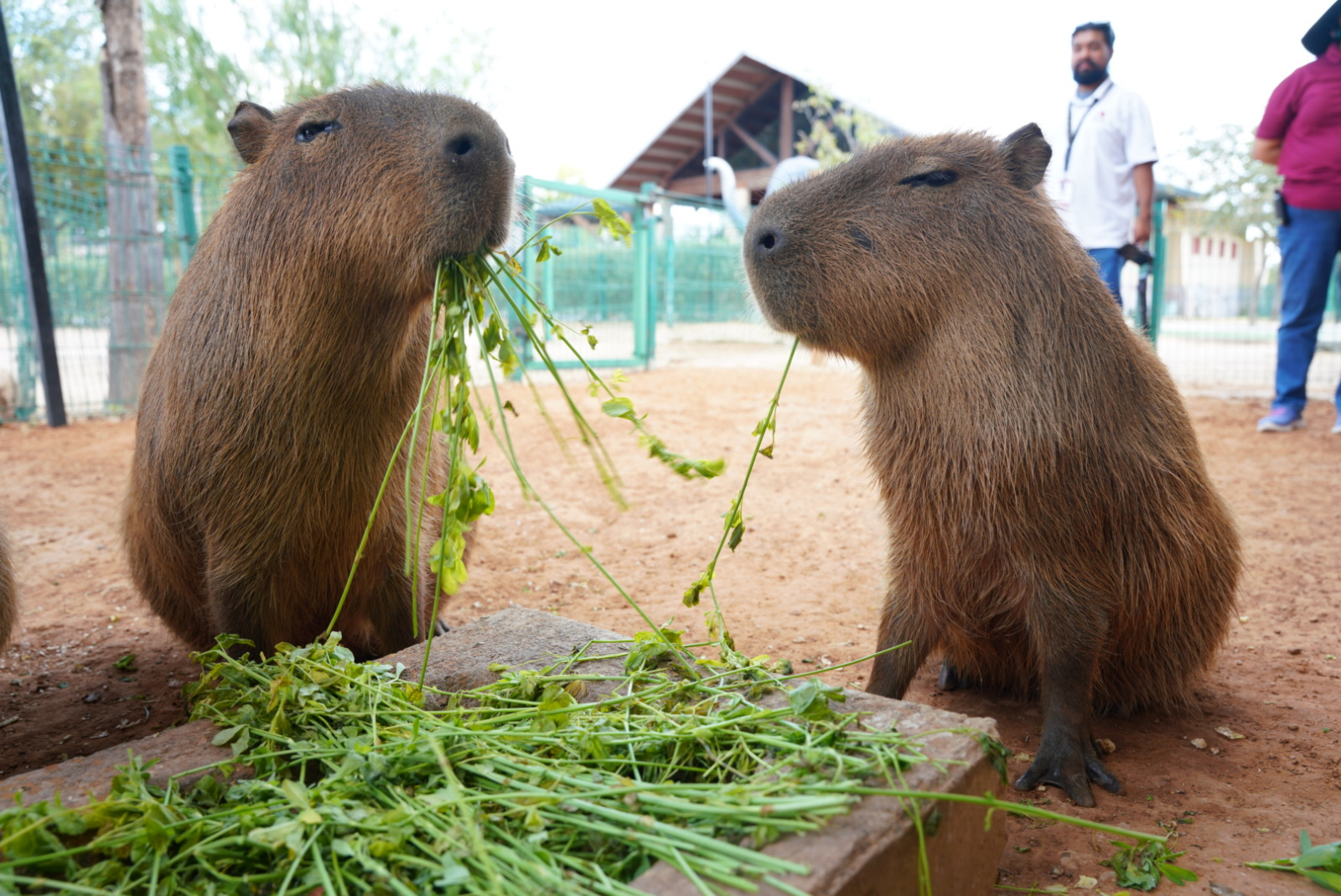 GOBIERNO MUNICIPAL INVITA A DISFRUTAR SEMANA SANTA EN EL ZOOLÓGICO Y ACUARIO DE NUEVO LAREDO