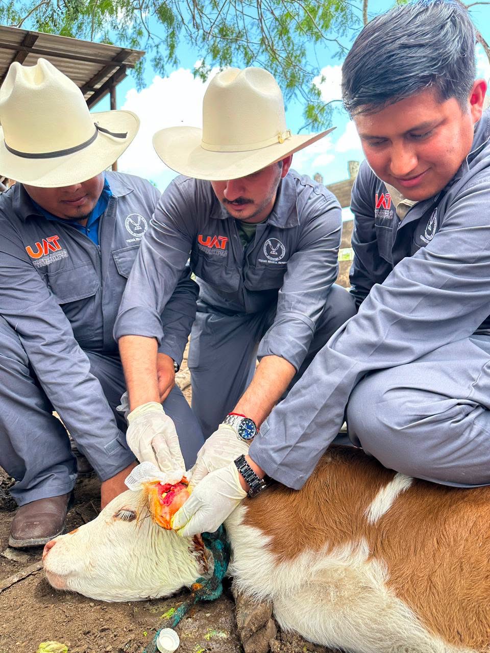 Refuerza la UAT brigadas de contención frente al gusano barrenador en Tamaulipas